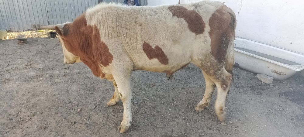 Продам Бычков двухгодавалые