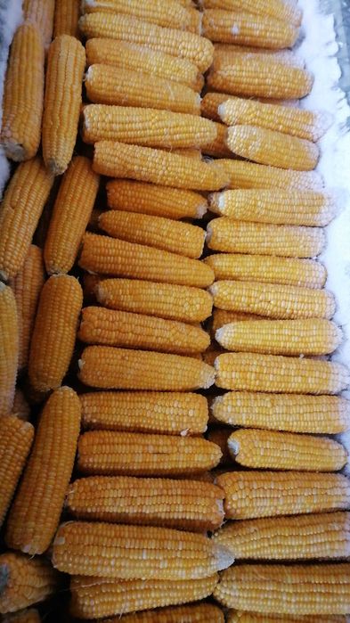 Porumb zaharat congerlat