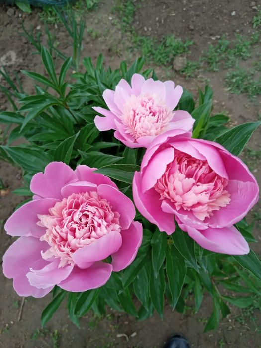 Цветы многолетние, разные.