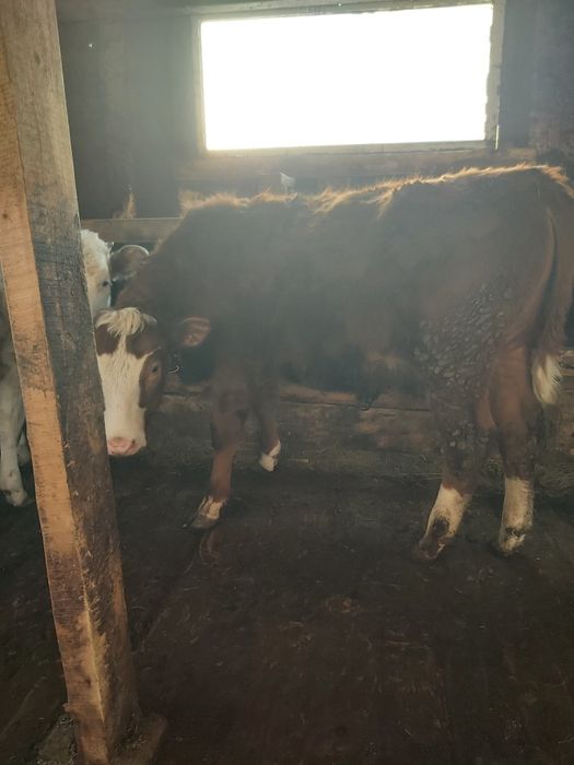 Продам бычков годовалых