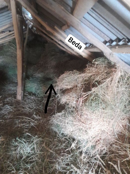 Beda 100 ta va yemishlar 40ta