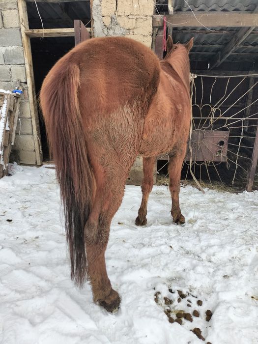 Дөнендер сатылады