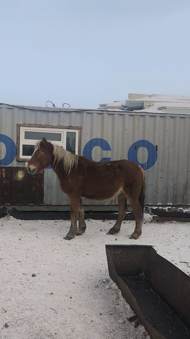 Кобыла с откорма