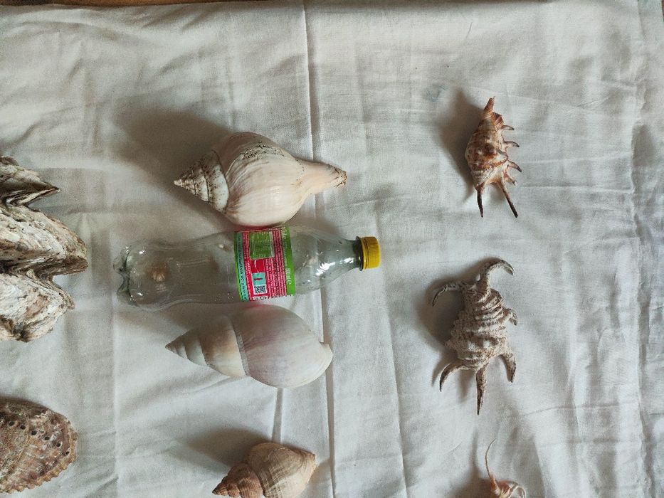 Colecție deosebită cochilii