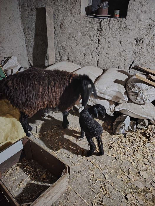 Ona bola qoʻy sotiladi