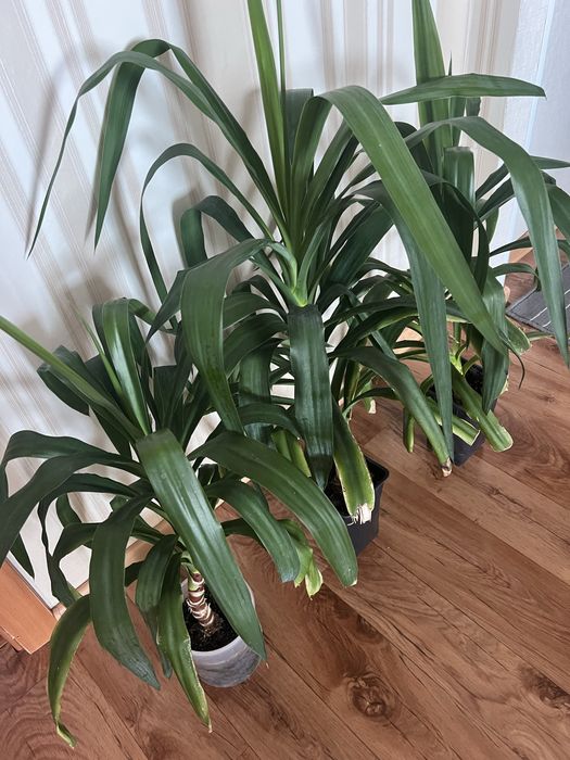 Продам Юкка пальма