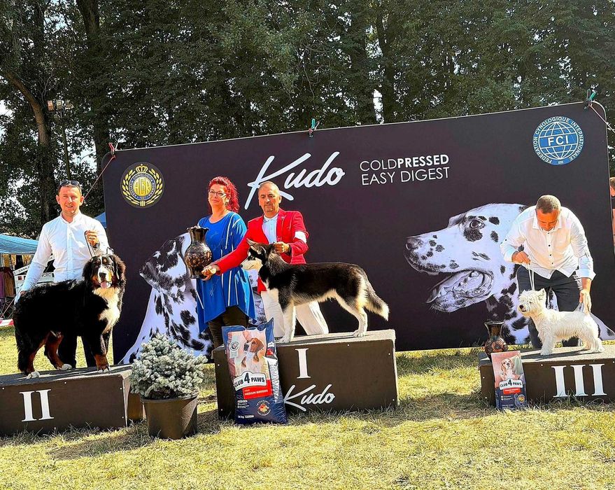 Pui Husky Siberian, părinți multipli campioni.