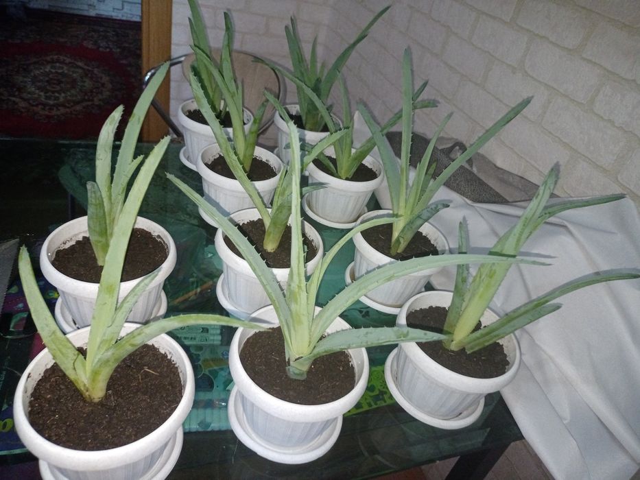 Алоэ Вера, лечебное растение