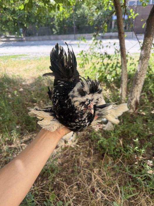 Корейский Султанка 3 тойка
