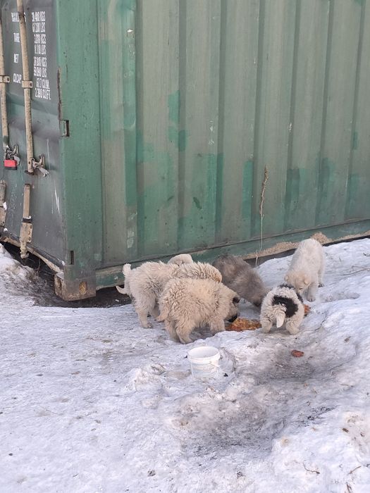 Ищу дом и любящего хозяина