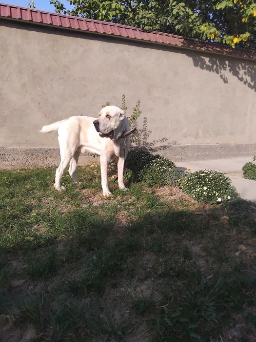 Алабай вязка чистокровный