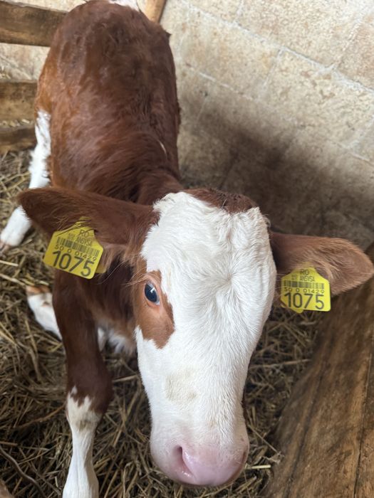 Viței bălțatâ românească