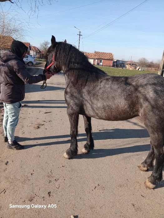 Manza de vazare  de doi ani