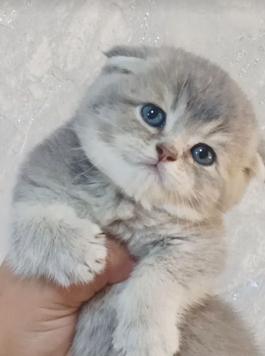 Шиншилла фолд и стирает
