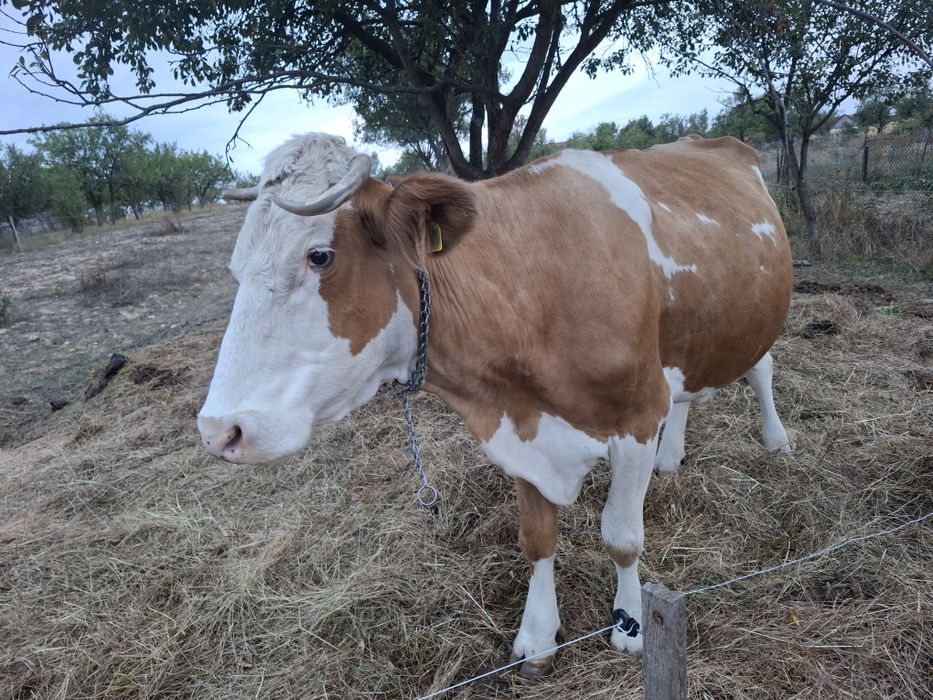 Vaca de vanzare de 10 ani