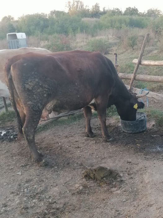 Vaca de vanzare.