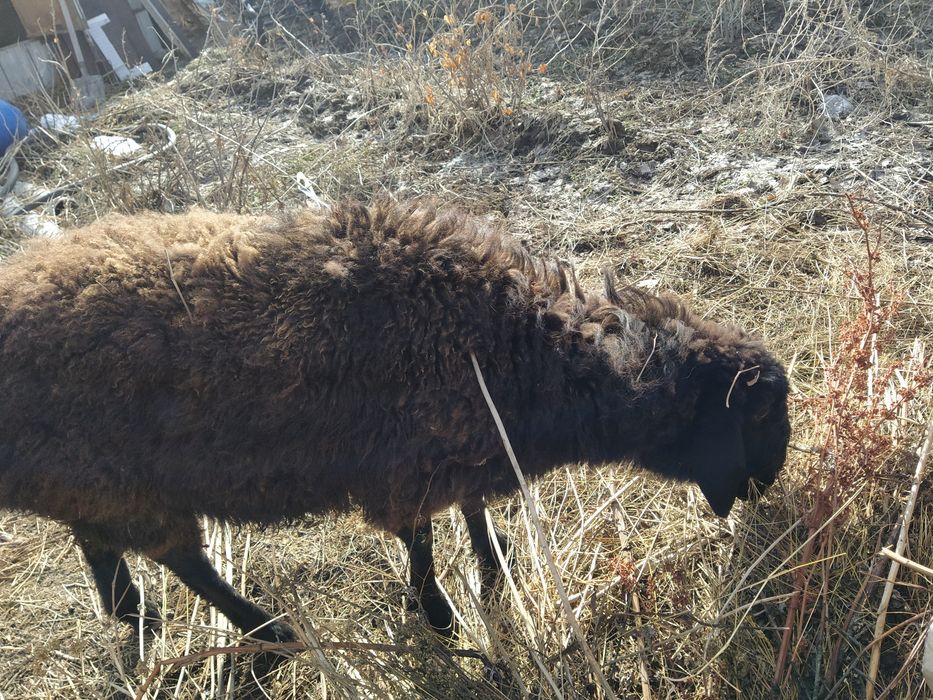 Ургашы кой Бараниха самка