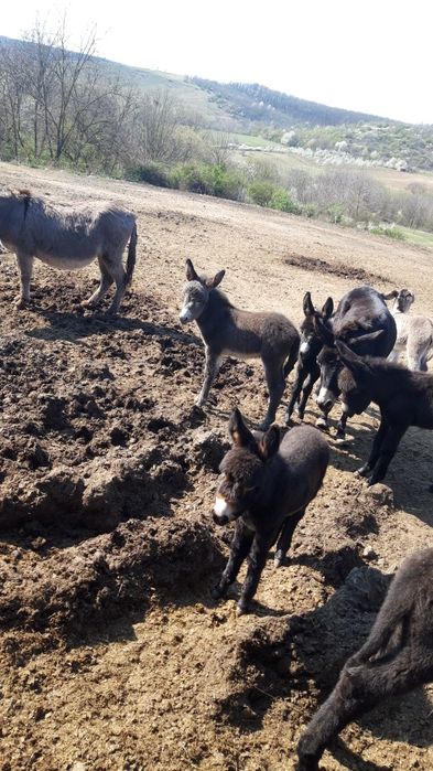 Vand Magarite cu Pui