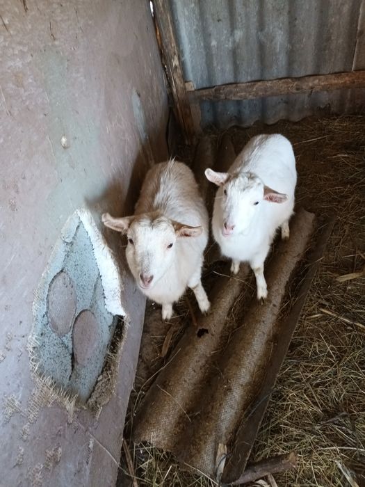 Capre/iedițe de vanzare