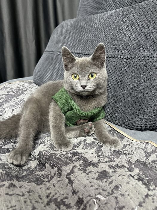 Отдам котенка в хорошие руки