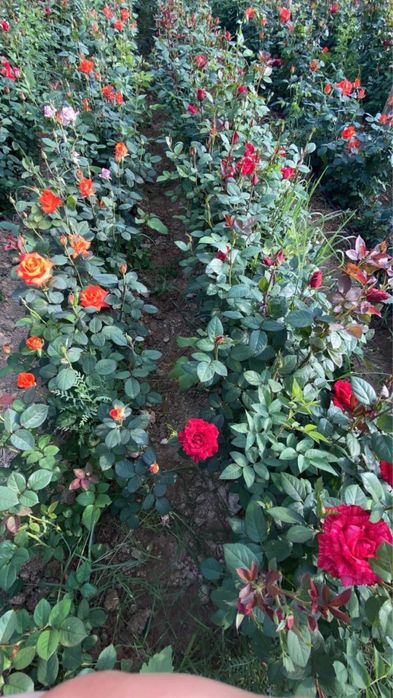 Саженцы көшет всех видов