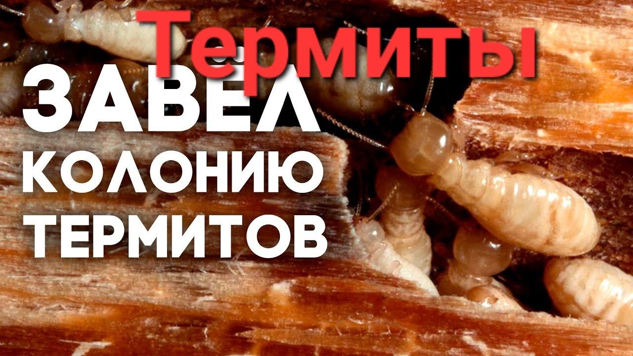 Уничтожение Термитов! Яд Приманки для Термитов - Дезинфекция помещений  Актау на Olx