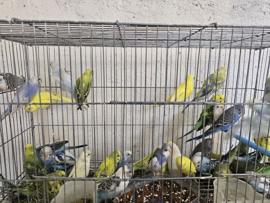 Волнистые папугаи