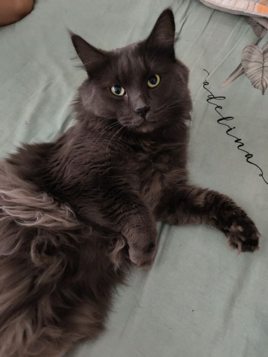 Вязка кота нибелунг