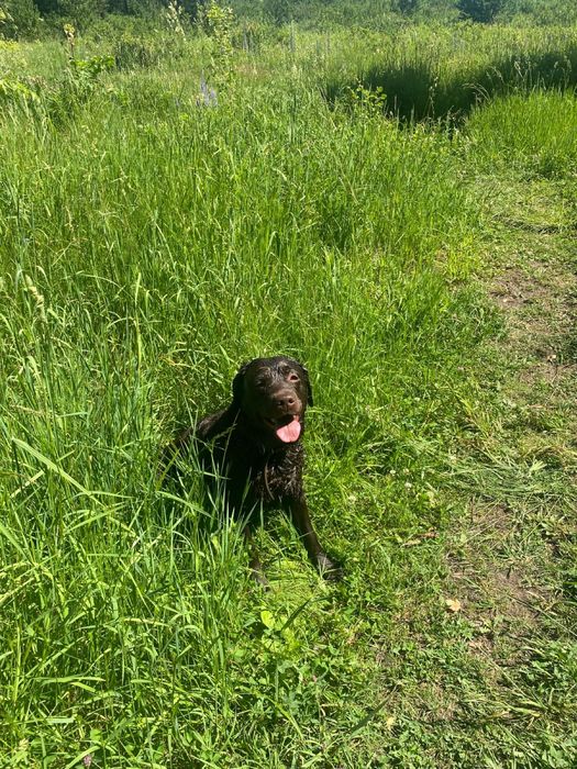 Отдам лабрадора, девочку