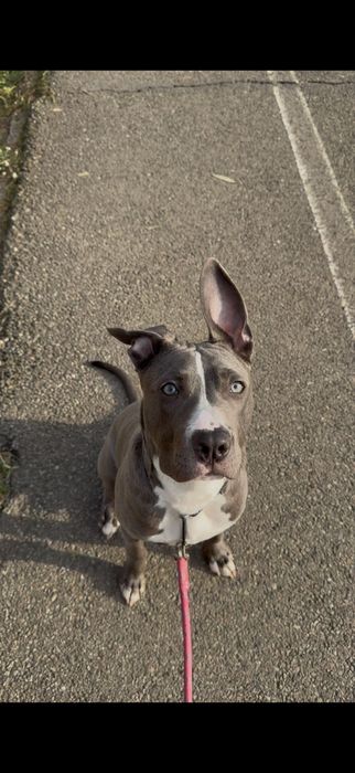 Amstaff blue mascul 10 luni