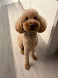 Pudel / caniche .