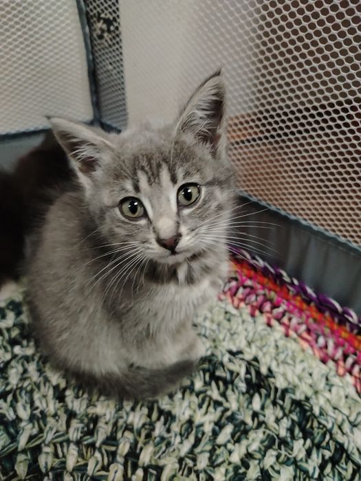 Отдам котят в хорошие добрые руки