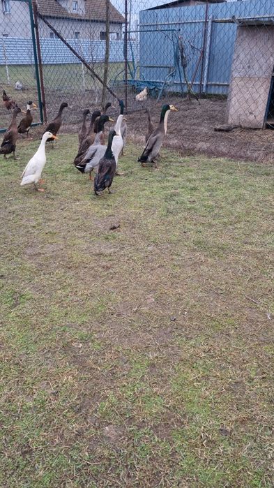 Ouă de rață alergătoare indiene pentru incubat