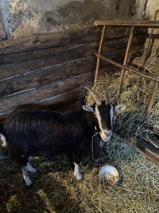 Vând capră cu lapte!