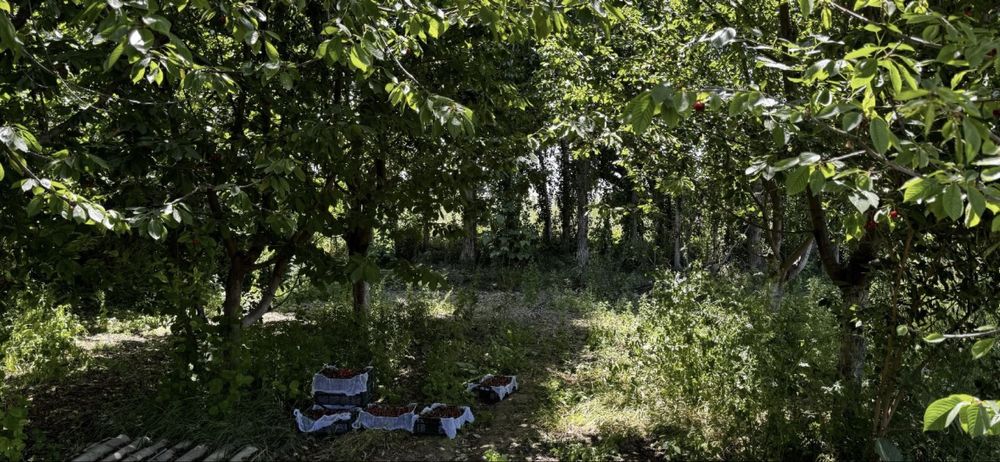 Bog'ishamol Yo'l bo'yiga yaqin 4-Sotix Yer Sotiladi. Йер Сотилади.