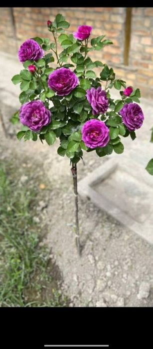Shtampoviy roza.