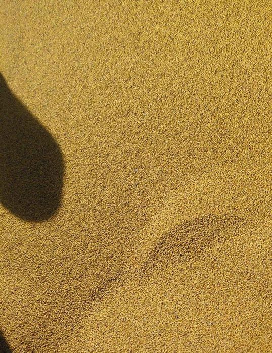 Vând arpagic [seminte de lucerna usturoi