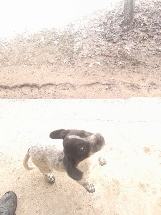 English Springer Spaniel Спаниель 

Английский спрингер-спаниель

Қысқ