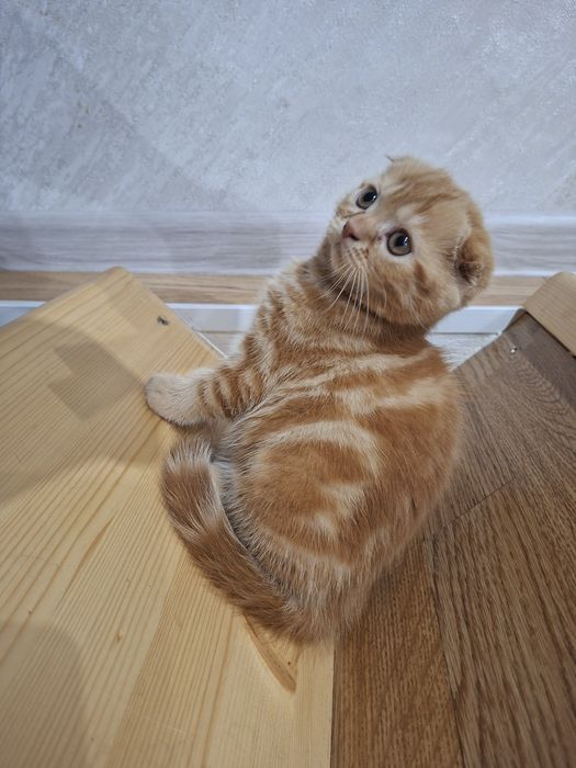 Шотландские скоттиш фолд