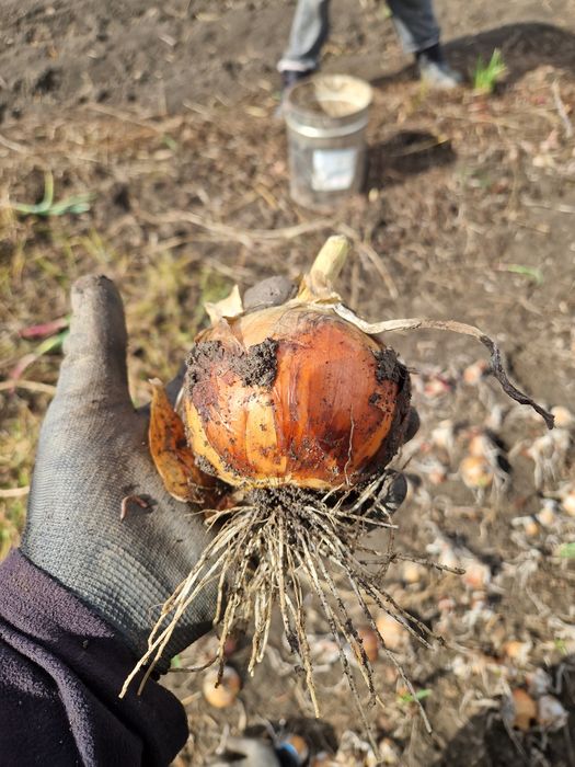 Varza, ceapa alba; roșie