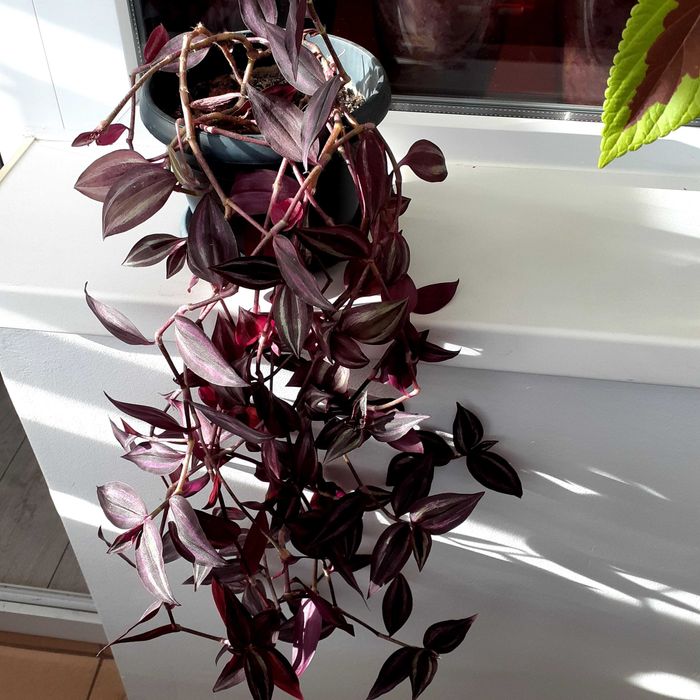 Vand plante de ap. Monstera Deliciosa,Dracaena, Tradescantia Zebrina