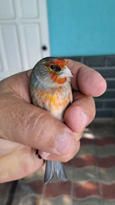 Гибриды щегла и канарейки.