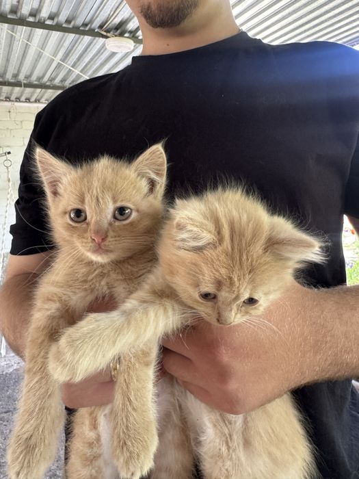 Отдам котят бесплатно