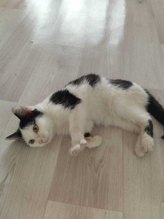 Котенок Бимоша ищет семью