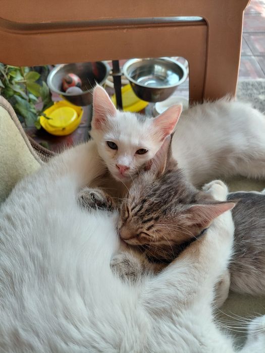 Котята даром в хорошие руки