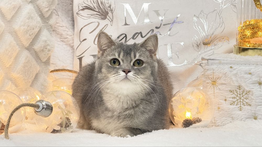 Девочка британка