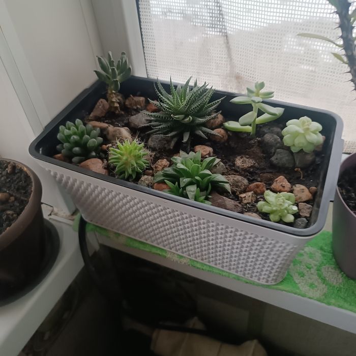 Комнатные цветы суккуленты