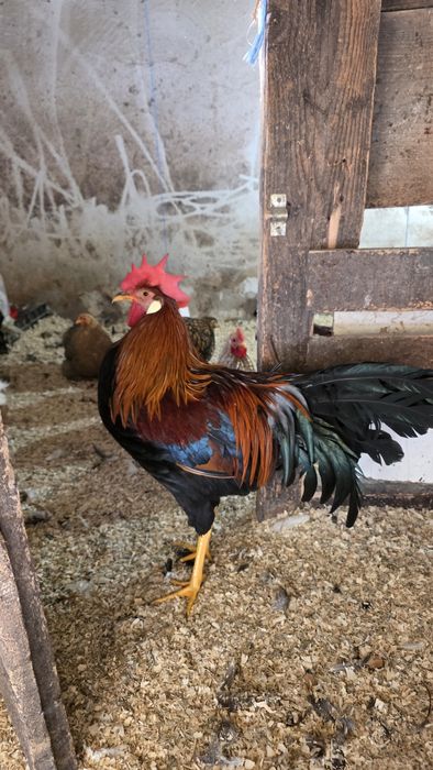 Cocoși si Gaini Italiană Potârnichie tineret