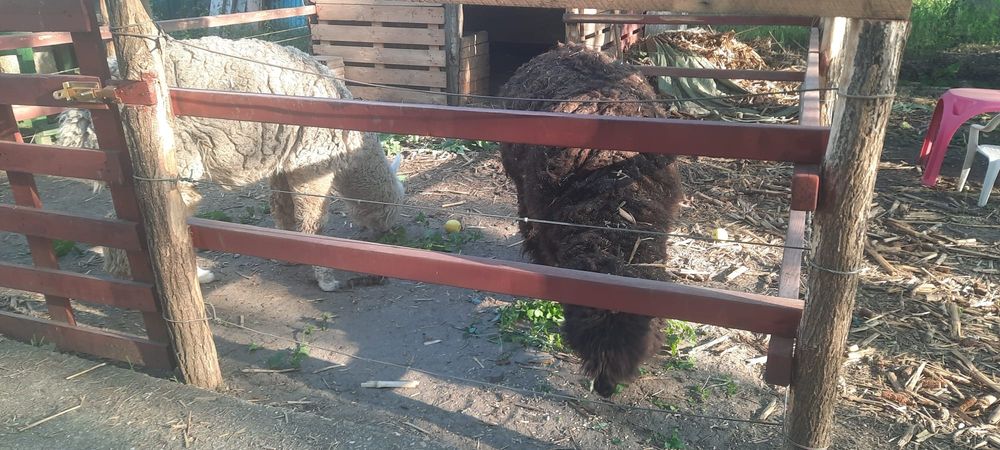Alpaca de vanzare