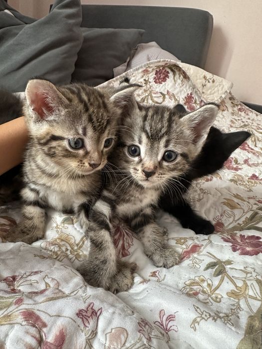 Котята британцы короткошерстные
